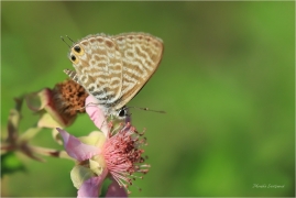 <p>MODRÁSEK TAŽNÝ (Leptotes pirithous) Řecko - Kréta ---- / Lang's short-tailed blue - Kleiner Wanderbläuling/</p>
